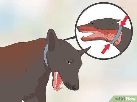 Почему собака чихает и фыркает: что-то попало в нос или есть опасное заболевание? помощь животному и необходимость обращения к ветеринару