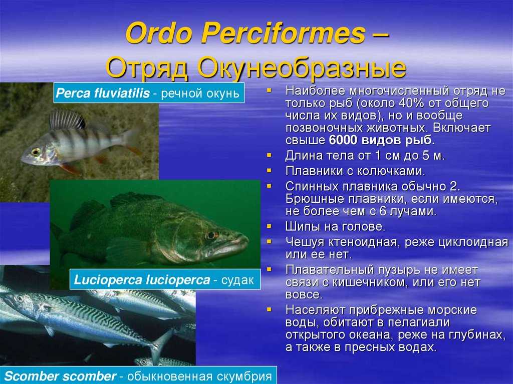 Царство животные рыбы. Отряд окунеобразные размножение. Особенности отряда окунеобразные. Отряд окунеобразные таблица. Окунеобразные характеристика.