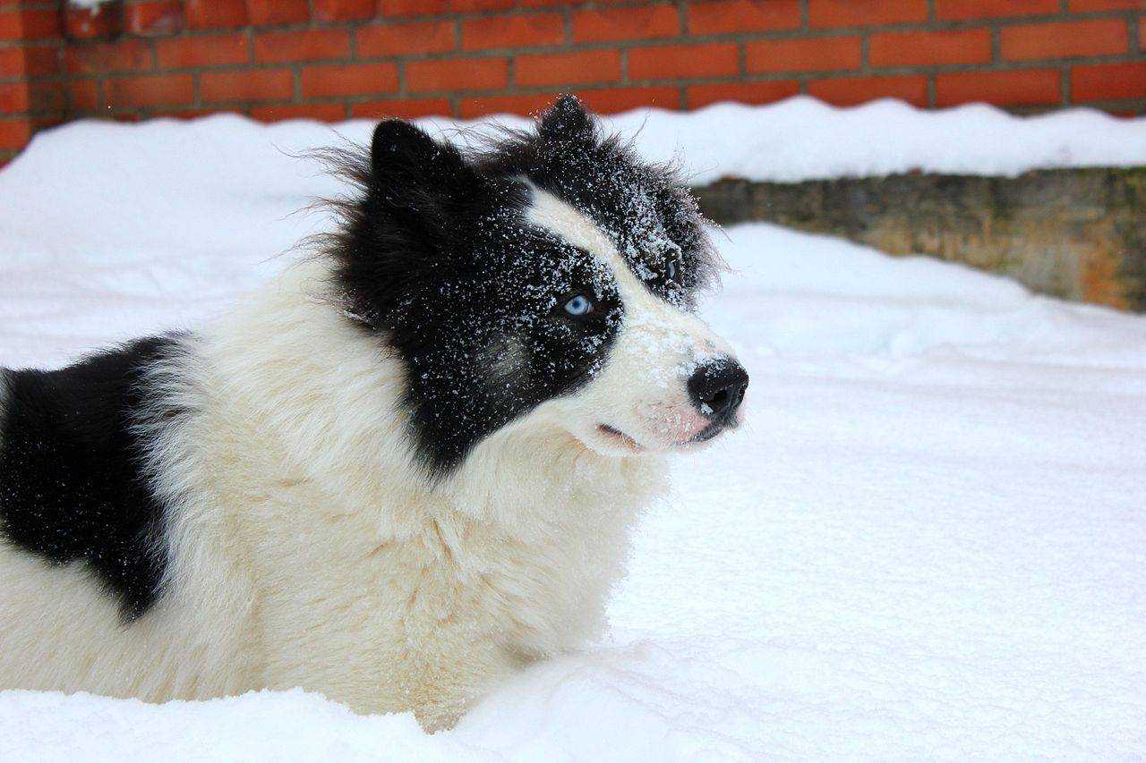 Якутская лайка: фото, описание, содержание и уход за собакой с голубыми глазами