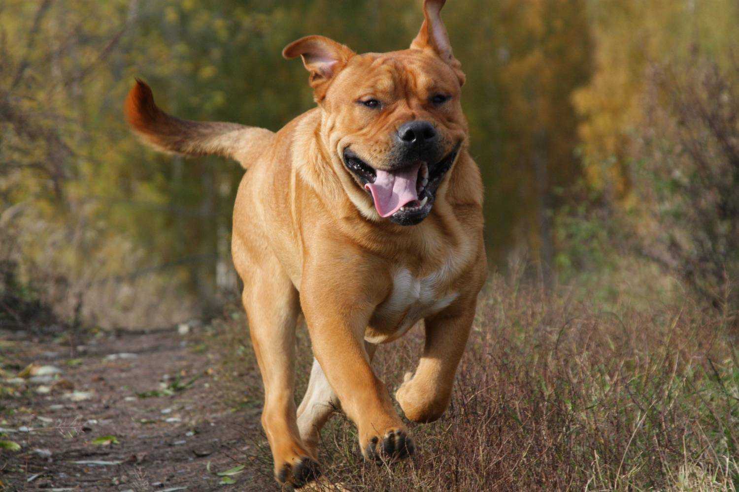 Порода собак кадебо: содержание, здоровье, плюсы и минусы