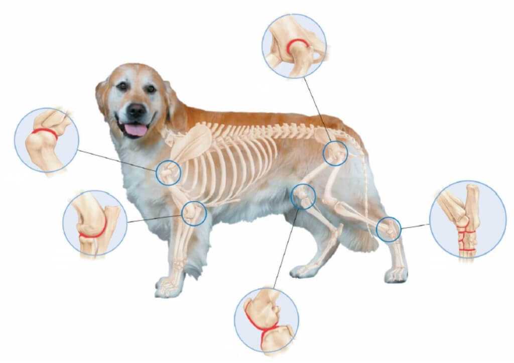 Медиальный вывих коленной чашечки у собаки, лечение | блог ветклиники "беланта"