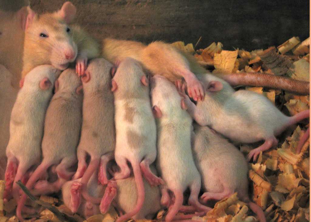 Беременность и роды кроликов: сроки, признаки, правила ухода | домашние животные