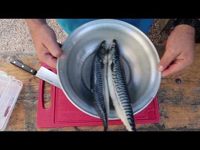 Описание и особенности рыбы-капли