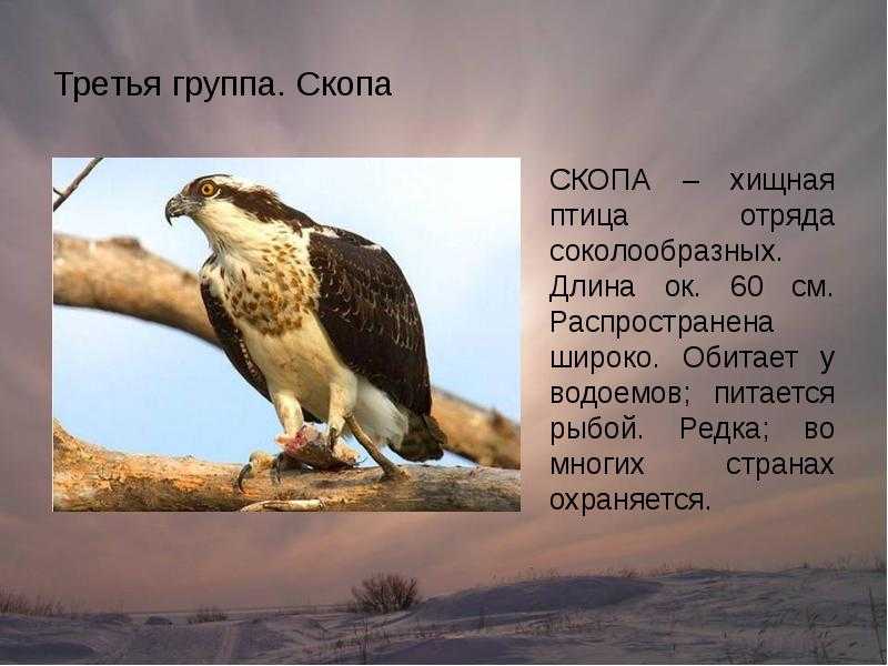 Скопа птица фото и описание: pandion haliaetus