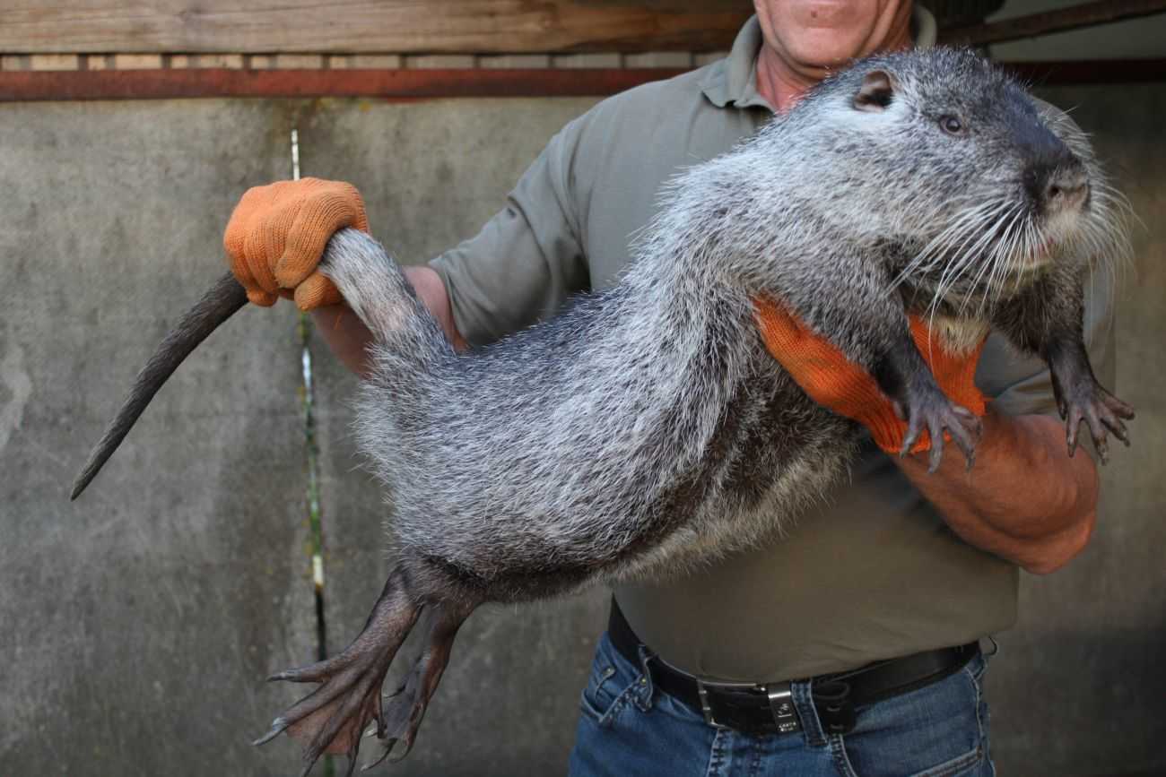 Самая большая крыса в мире: фото гиганских и редких особей