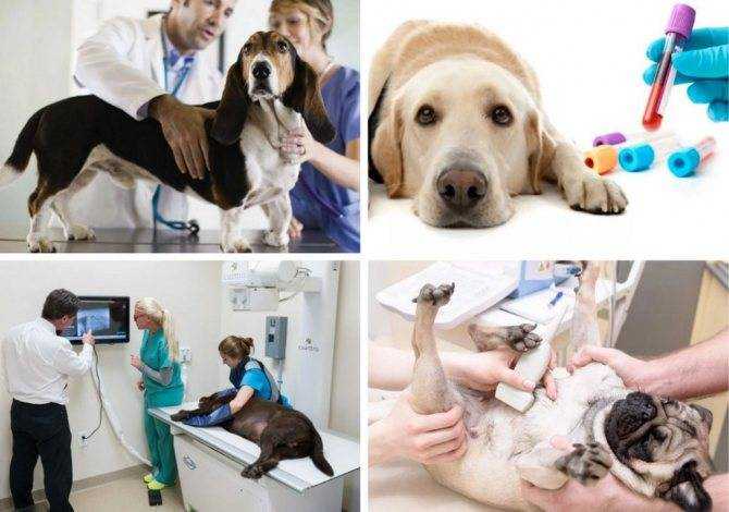Парвовирусный энтерит у собак: как лечить и профилактировать недуг