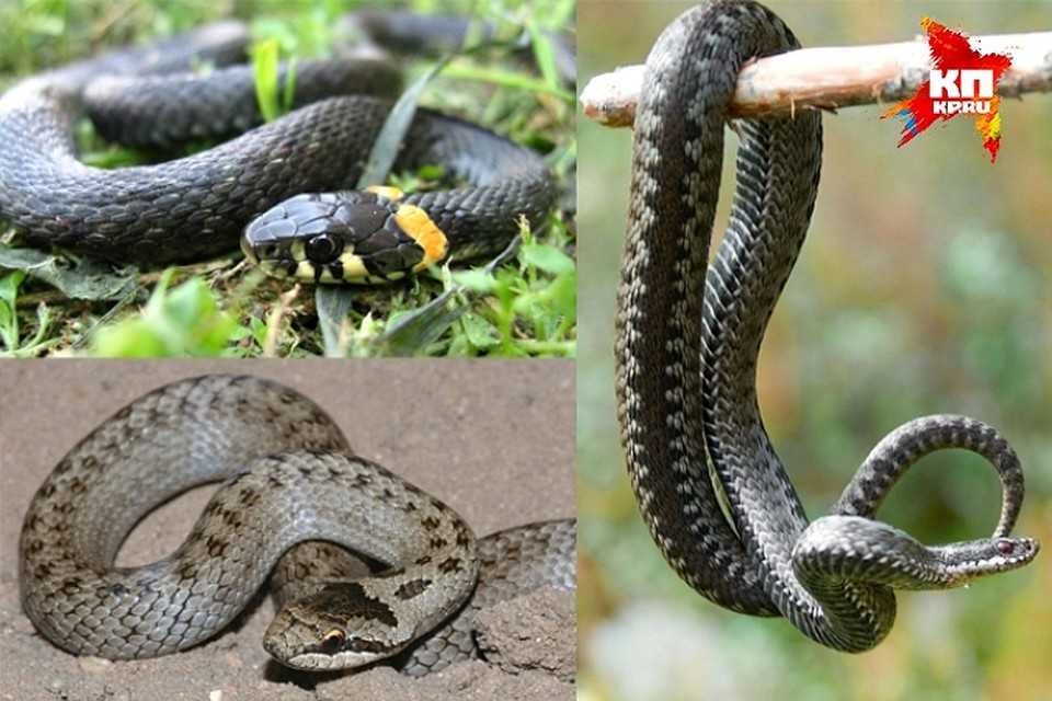 Гадюка – описание, виды, где обитает, чем питается, яд змеи, фото