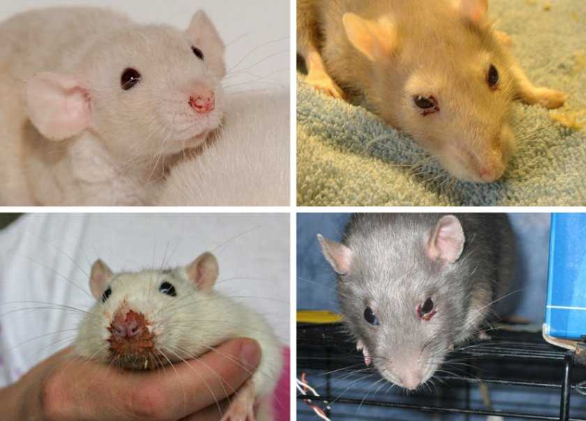 Выделение порфирина у крыс: причины выделений из носа и глаз, когда следует беспокоиться Лечение при избытке порфирина и его профилактика