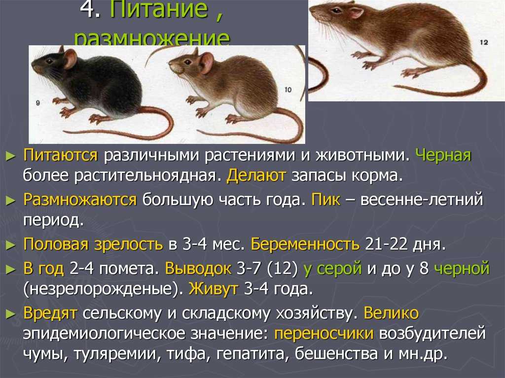 Развитие мышей. Половое созревание у крыс.