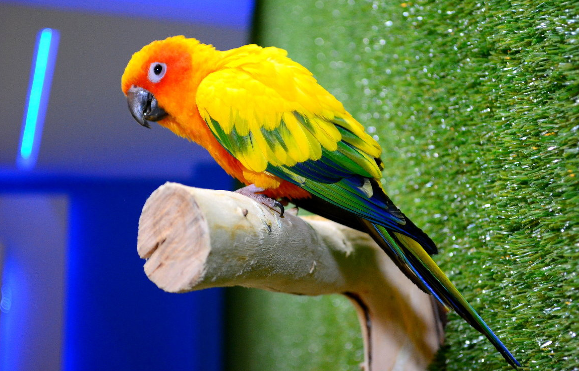 Попугай: какие бывают виды и породы домашних говорящих птиц