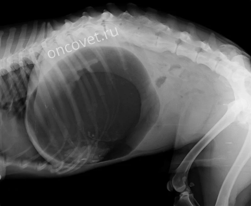Заворот кишок у собак: симптомы, признаки, методика лечения