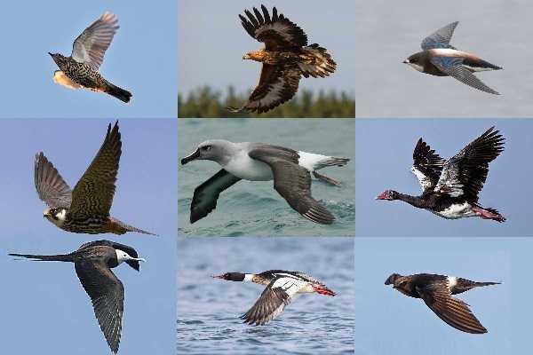 Самые быстрые птицы – список, максимальная скорость, где водятся, фото и видео