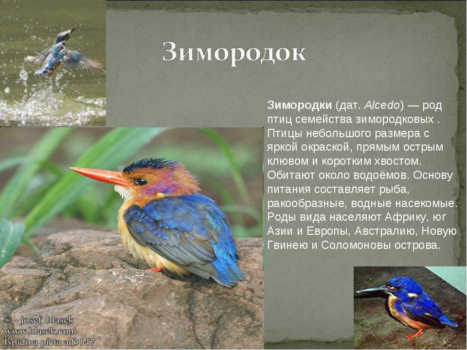 Ядовитые птицы, которые способны отравить человека - разные интересные новости в мире | esoreiter