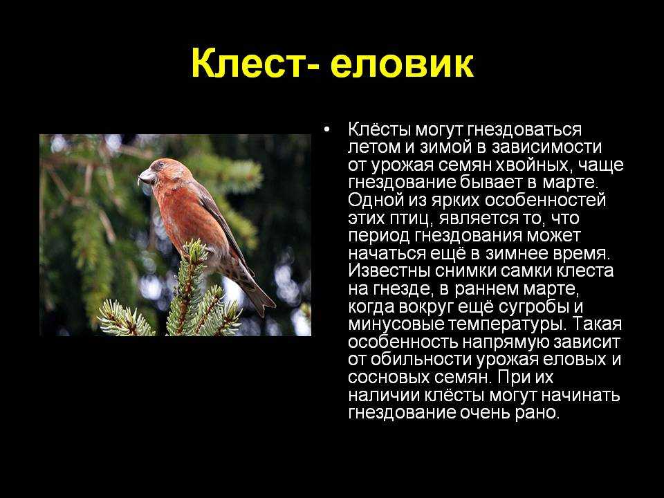 Клест – это лесная певчая птица из семейства вьюрковых. клест-еловик: описание, образ жизни