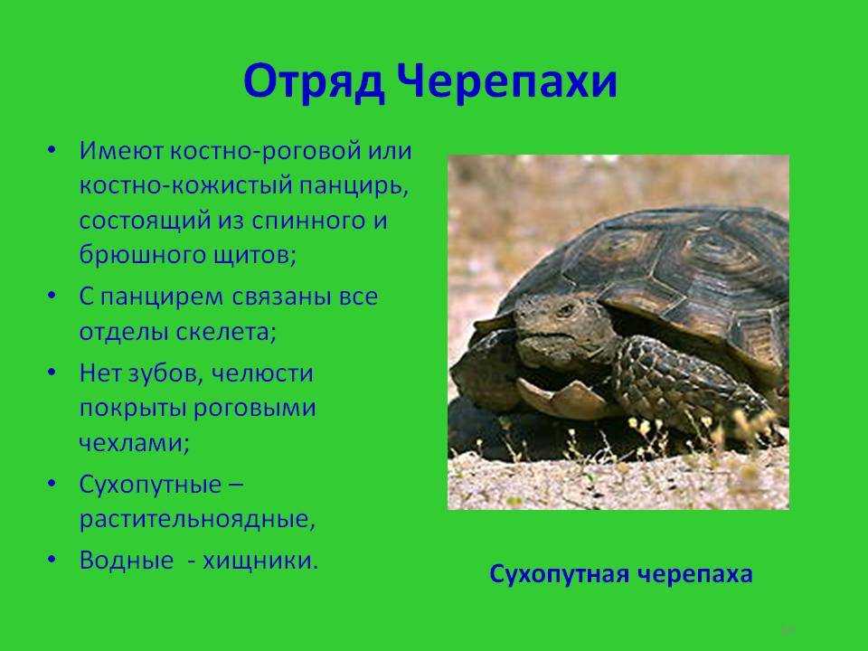 Черепаха: описание, виды, среда обитание, что едят, враги, образ жизни | планета животных