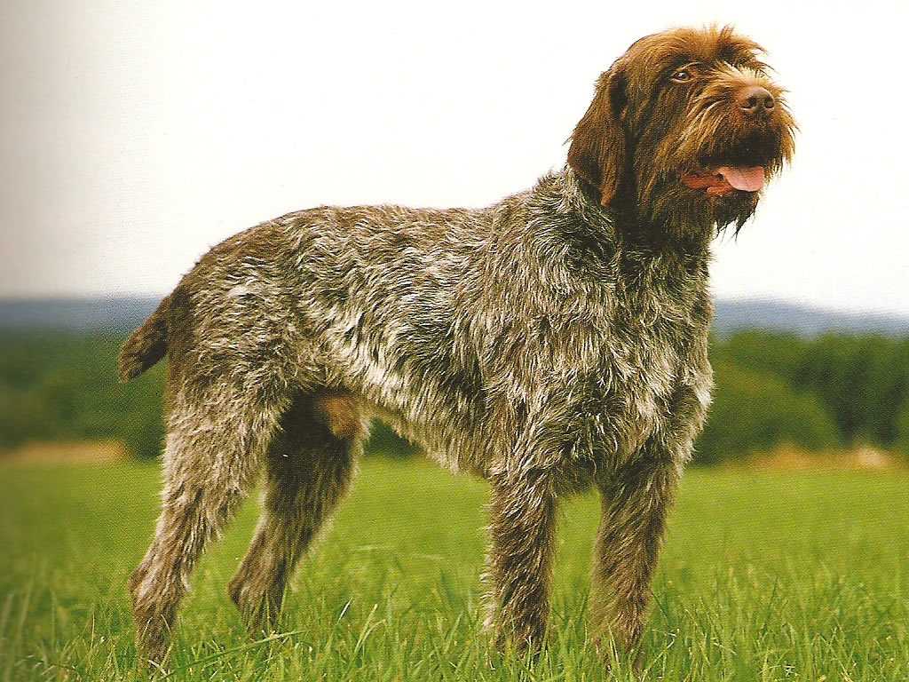 Cамые преданные породы собак - топ 10 верных псов