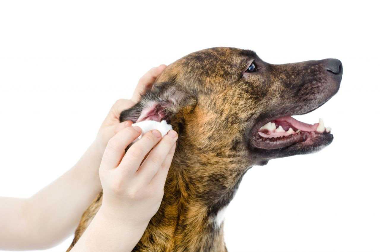 Собака чешет ухо: чем лечить зуд, почему питомец трясет головой и скулит, что это значит, лечение если чешутся ушки, что делать в домашних условиях