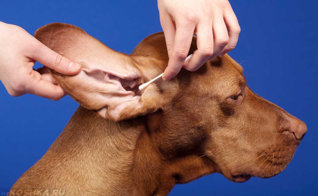 Собака постоянно чешет уши и трясет головой: почему и лечение
