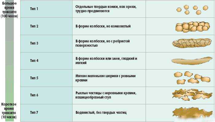 Понос у собаки: причины и лечение