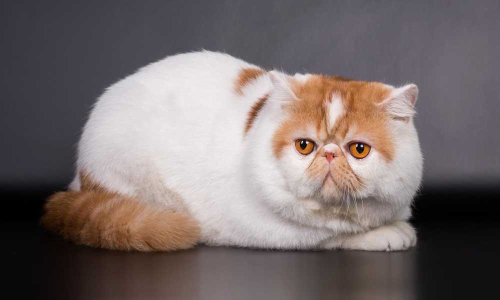 Кот снупи: описание японской экзот породы