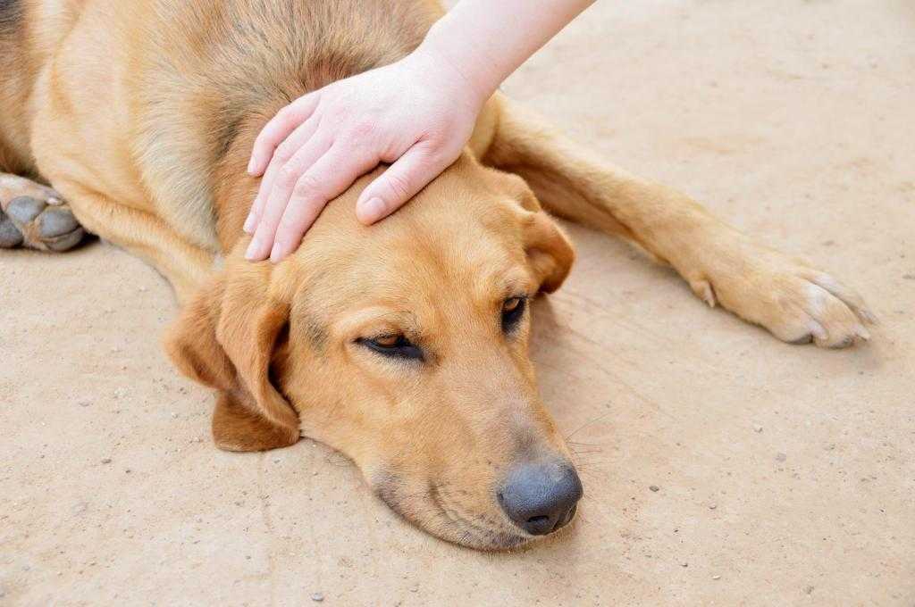 Гипогликемия у собак мелких и крупных пород: симптомы, причины, лечение патологии, профилактика низкого сахара в крови собак