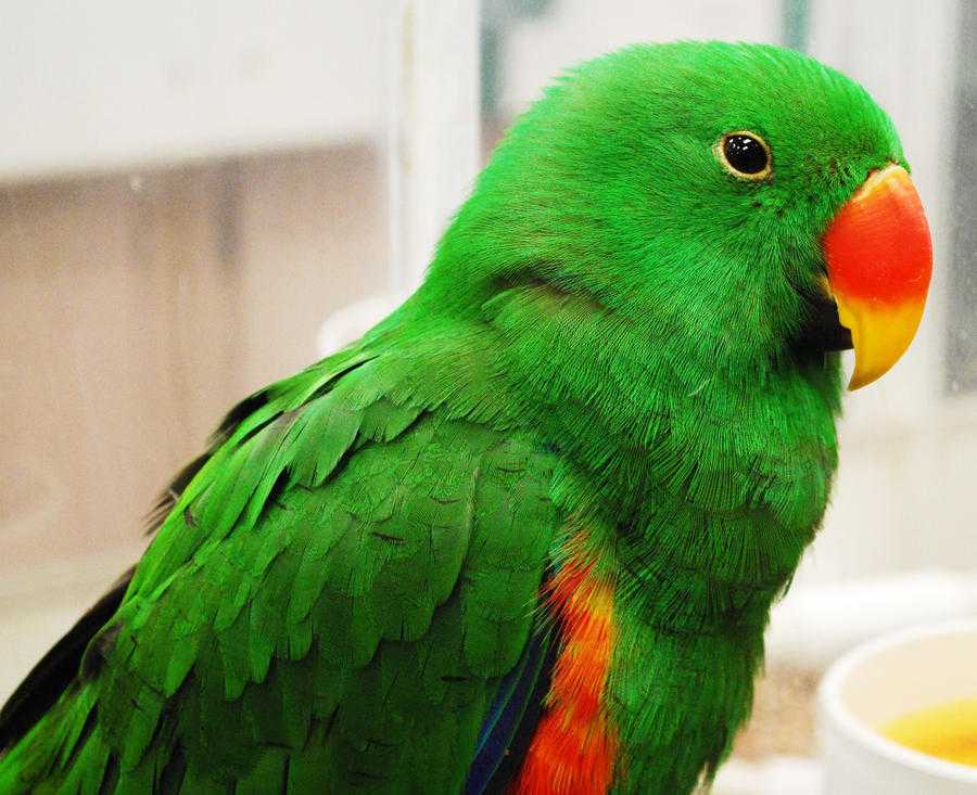 Благородный попугай эклектус — подвиды, уход и содержание