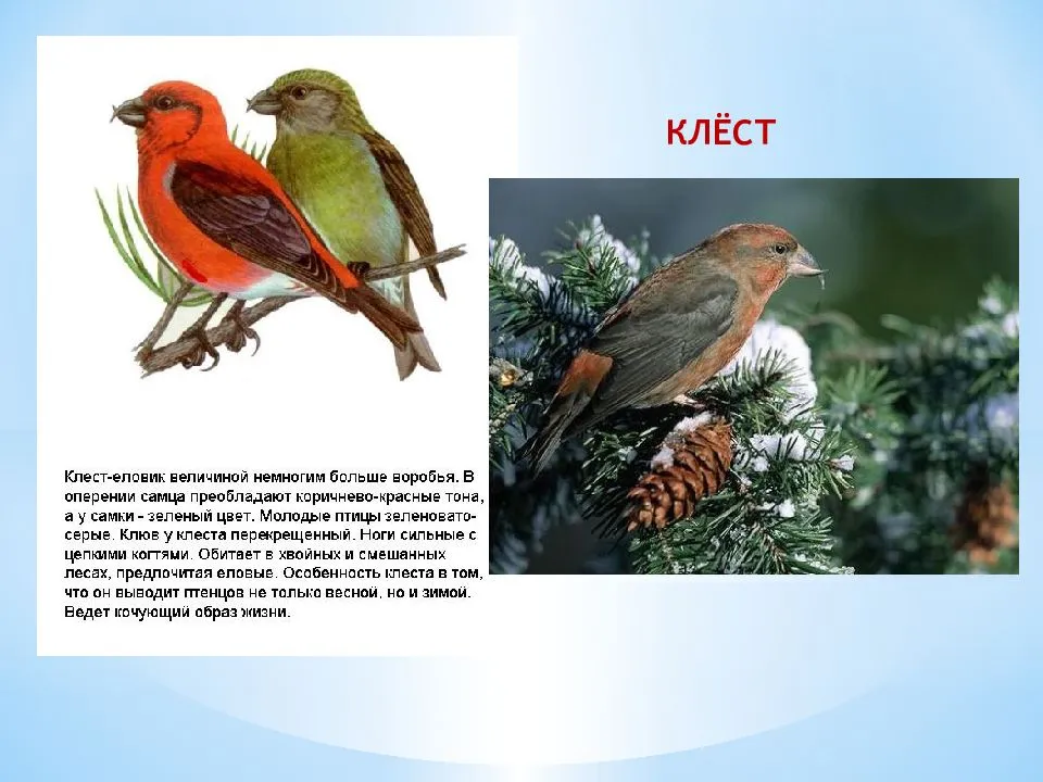Клест птица: описание, ареал и места обитания, рацион, виды
