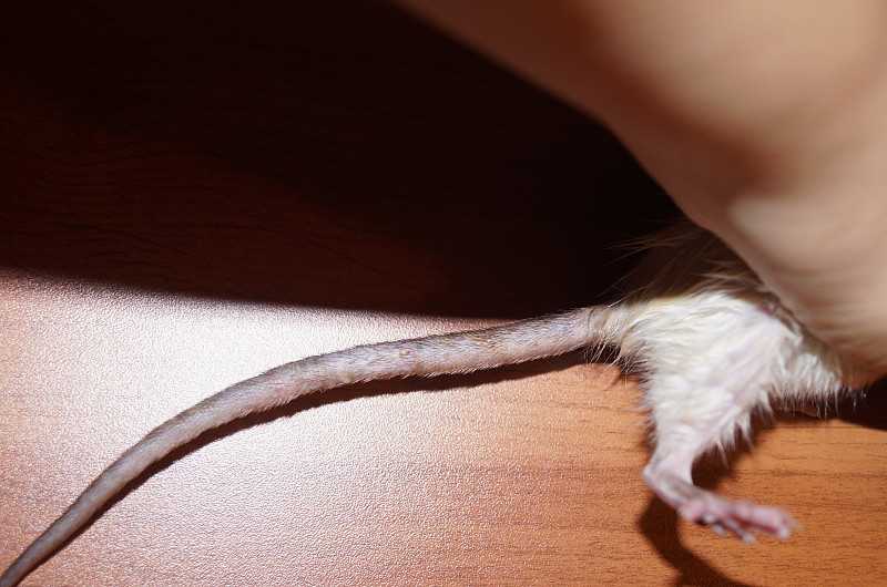 ᐉ зачем крысам длинный лысый хвост - zoopalitra-spb.ru