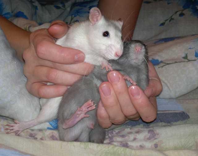 Как определить срок беременности у крыс