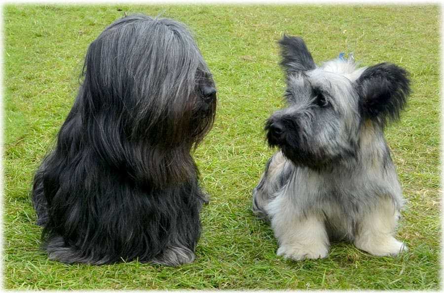 Скай терьер: фото, описание, характер, здоровье, содержание породы собак