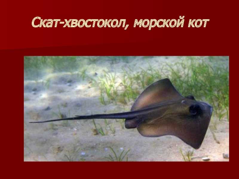 Морской кот или скат хвостокол в черном море. дайвинг в севастополе.