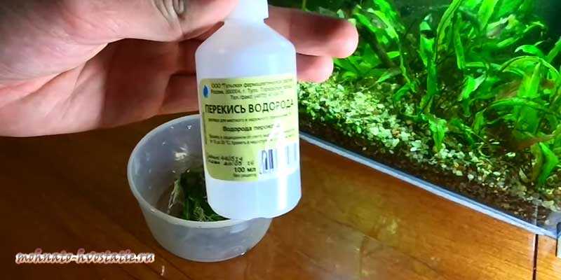 Как избавиться от водорослей в аквариуме: правила и советы от вредоносного озеленения