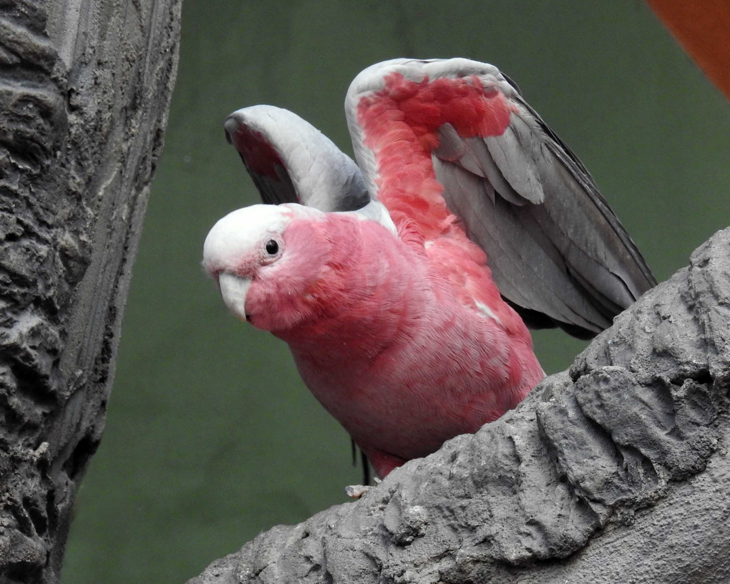 Где живет хохлатый циркач какаду, особенности самой артистичной птицы