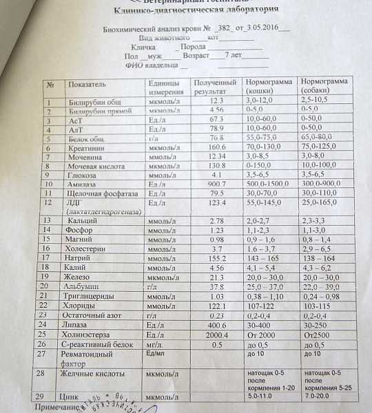 Биохимический анализ крови у собак: нормы и таблица расшифровки результатов - kotiko.ru