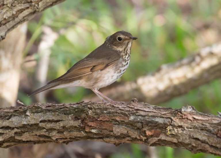 Дрозд (фото птицы): лесной певец с богатым репертуаром
