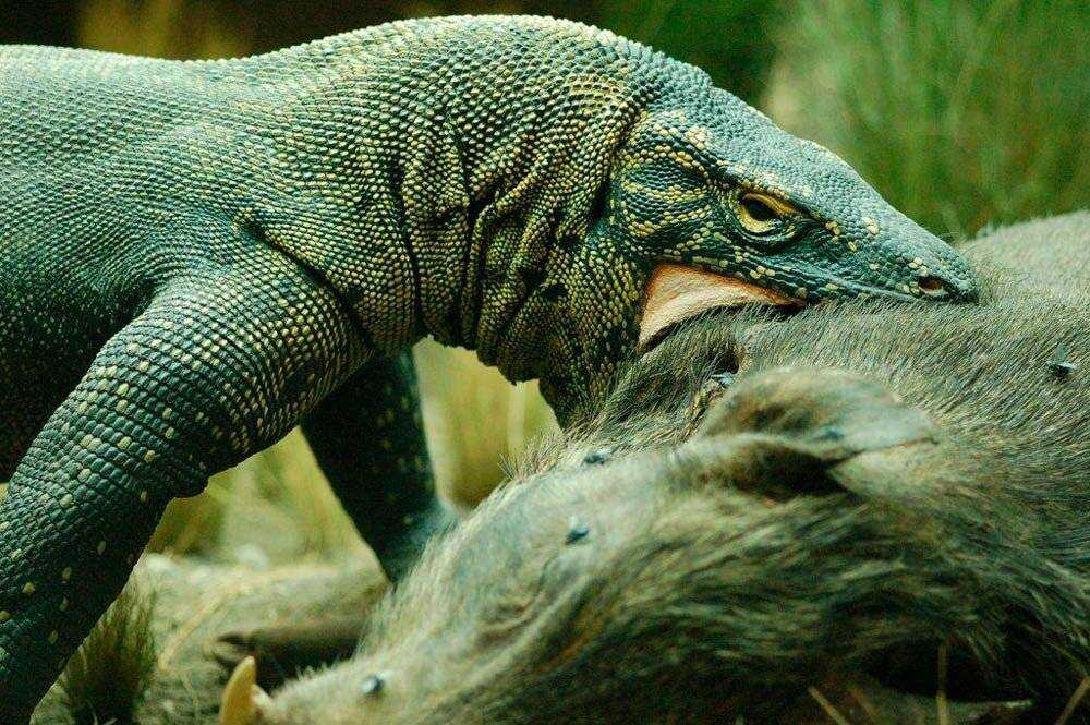 Комодский варан - ящер-гигант
