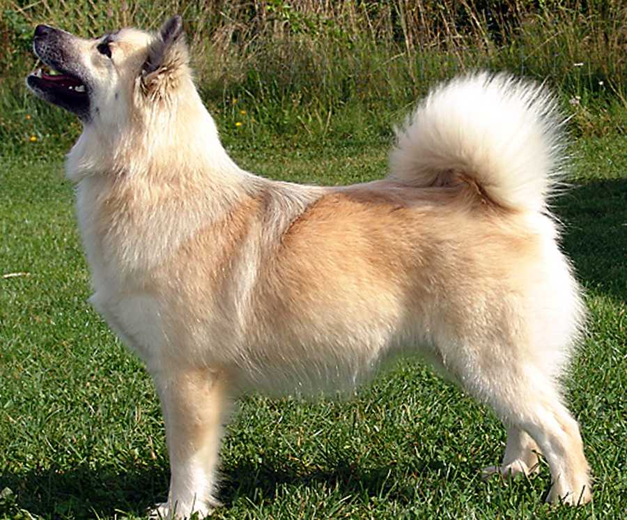 Исландская собака: характеристика породы, внешний вид с фото, особенности ухода за такой овчаркой