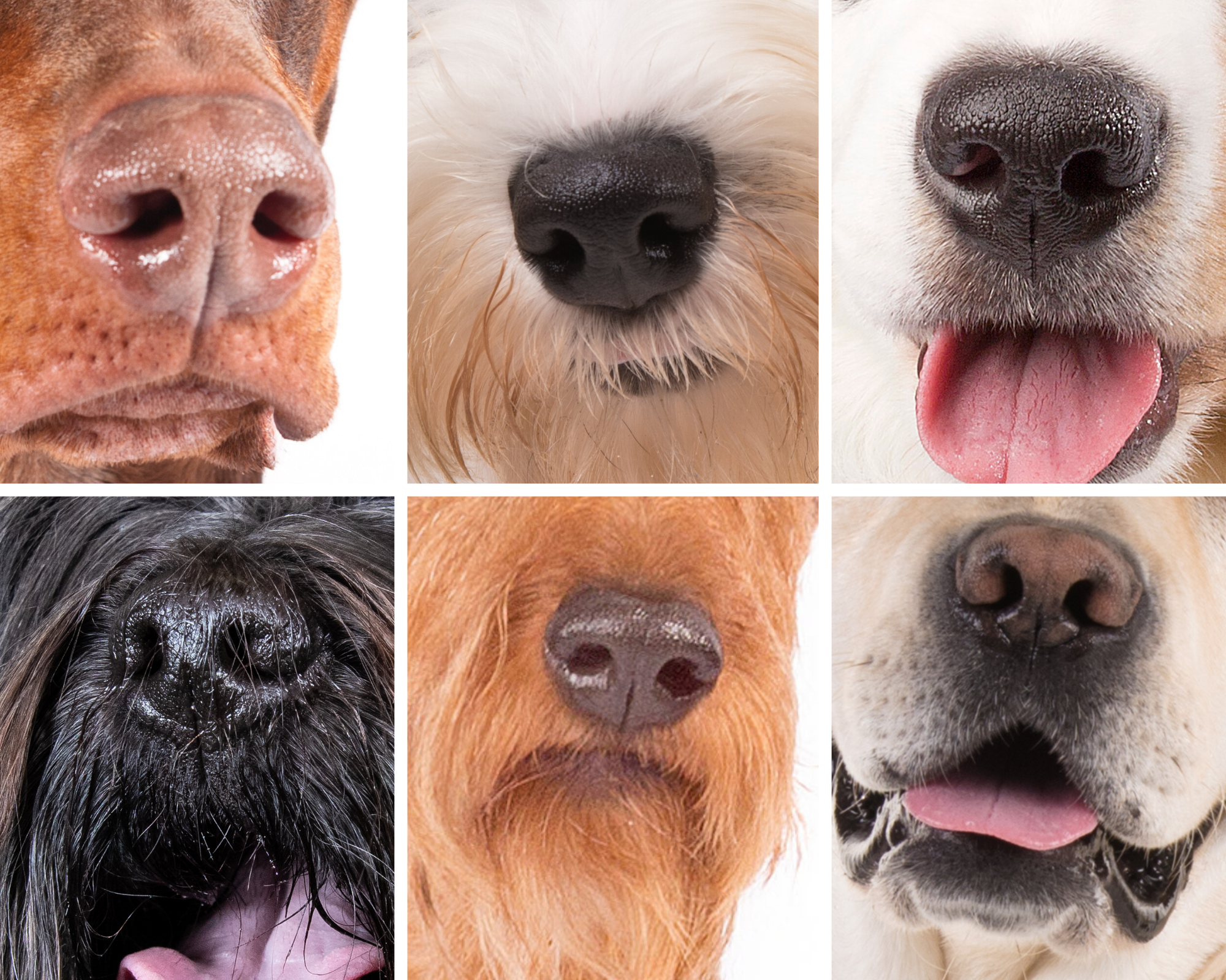 Почему у собаки мокрый нос: ответы ученых и опытных владельцев | ваши питомцы