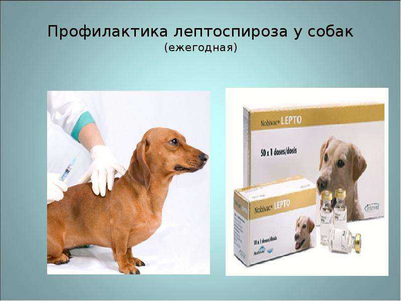 Лептоспироз у собак: симптомы и лечение, диагностика, передается ли человеку