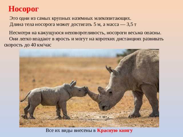 Интересные факты о носорогах