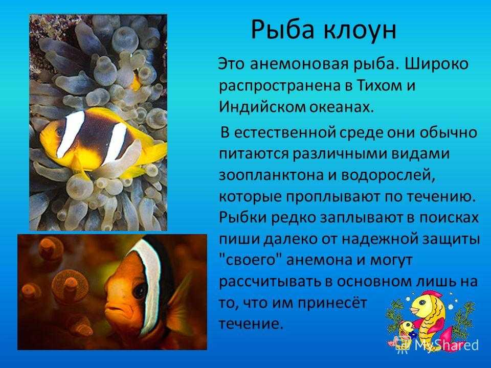 Рыбки клоуны: уход и содержание