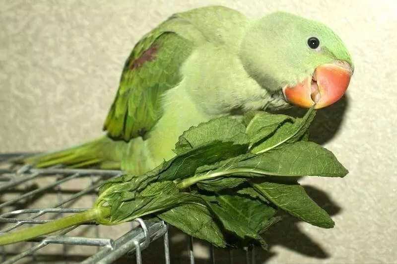 Александрийский попугай: описание, содержание, размножение :: syl.ru