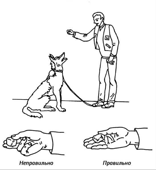 Как научить собаку команде рядом. обучаем собаку ходить рядом на поводке и без него - dogtricks.ru