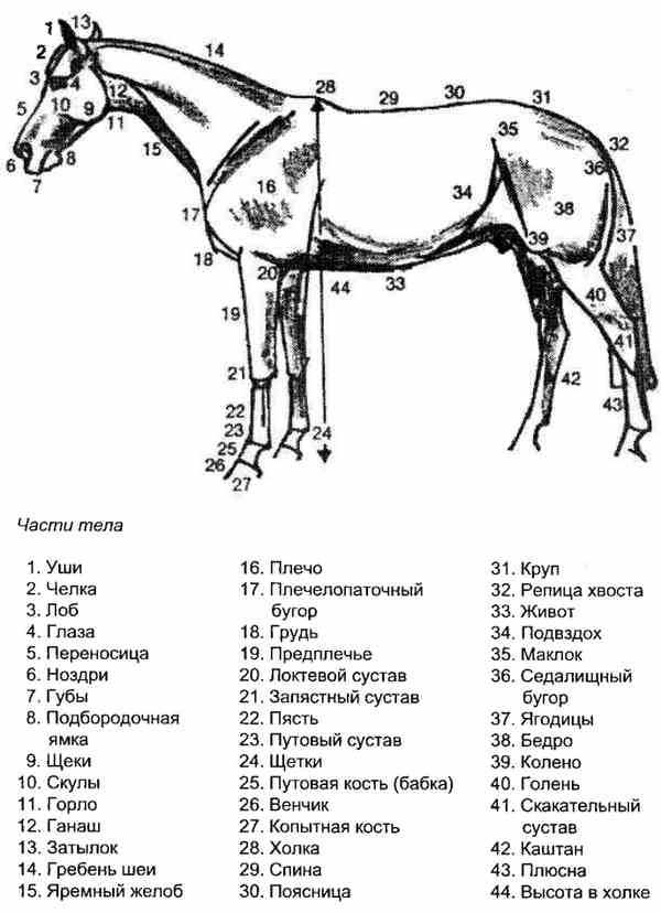 Сколько лошадке лет. Промеры лошади спереди. Как измерить лошадь в холке. Обхват пясти у лошади. Средняя высота лошади в холке.