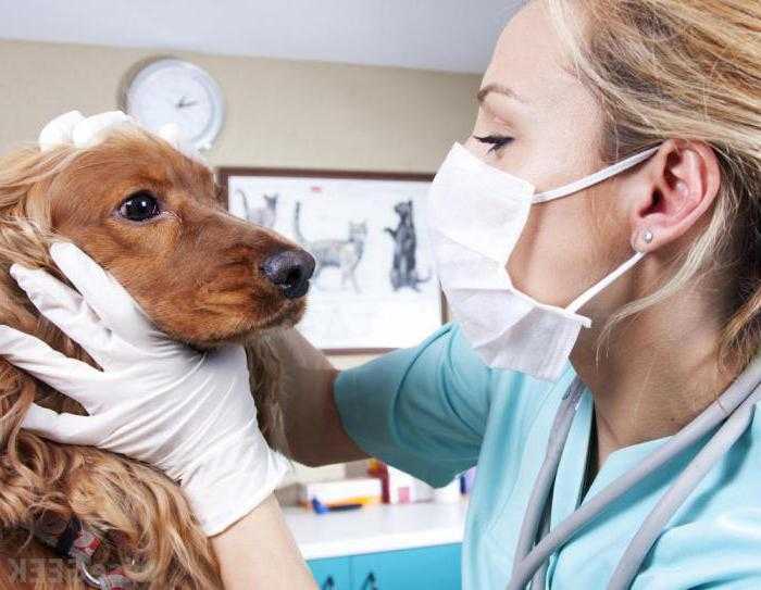 Гепатит у собак (инфекционный, острый, хронический, вирусный) │ симптомы гепатита собак и их лечение