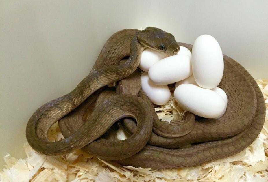 Как размножаются змеи?