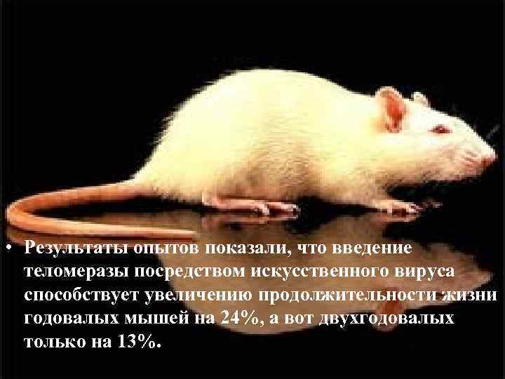 Сколько лет живут мыши в домашних условиях: продолжительность жизни декоративных мышек в природе, сколько проживёт без еды и воды в доме
