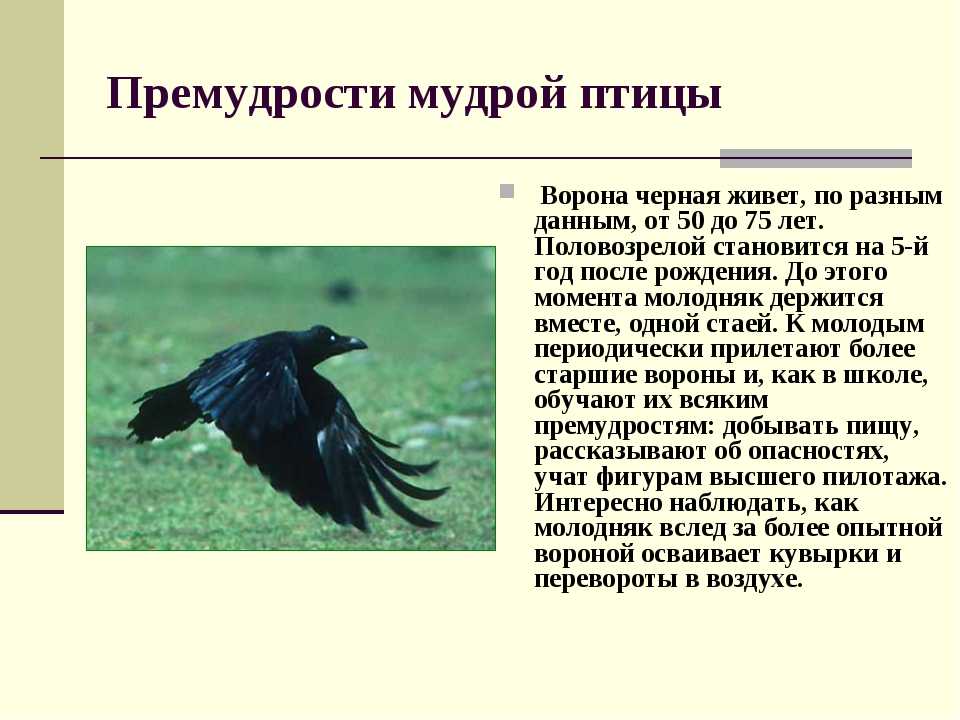 На какой территории обитает ворон обыкновенный. Ворона описание. Интересное о вороне для детей. Описание вороны. Ворона интересные факты.