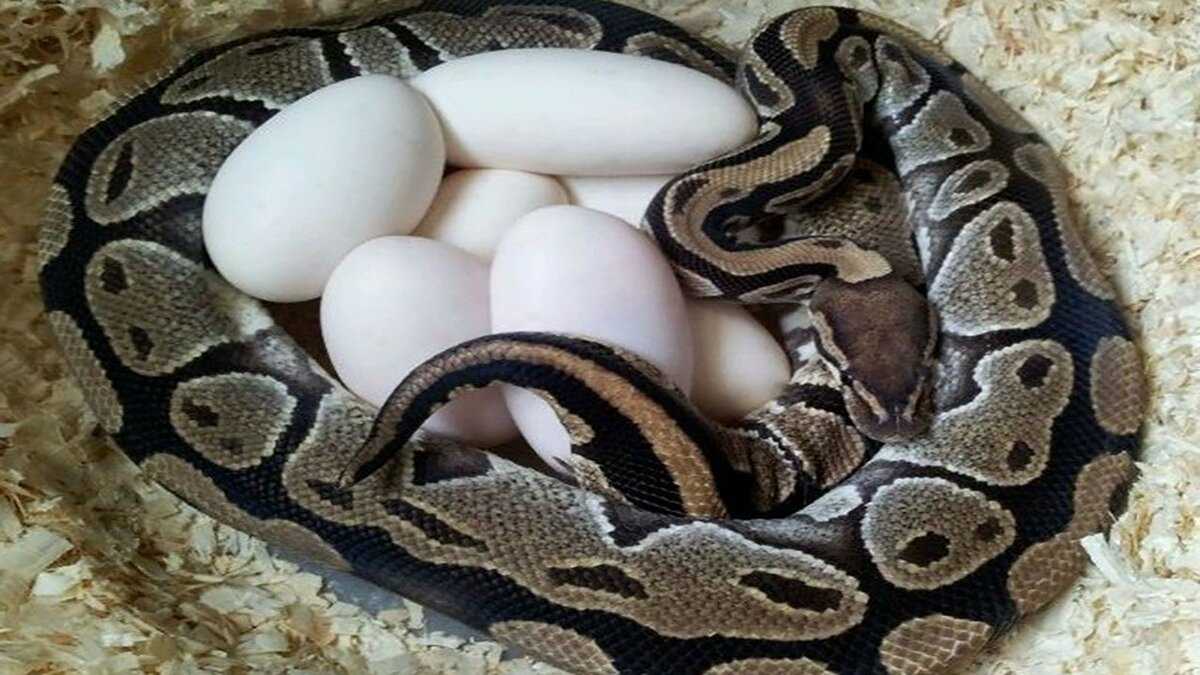 Размножение змей, подготовка, зимовка, спаривание, кладка яиц