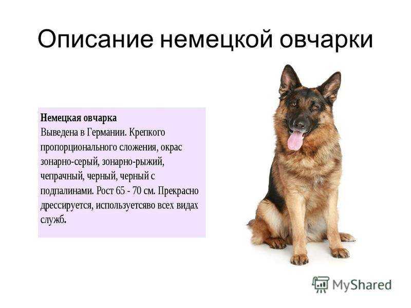 Собака сулимова. описание, особенности и история собаки сулимова